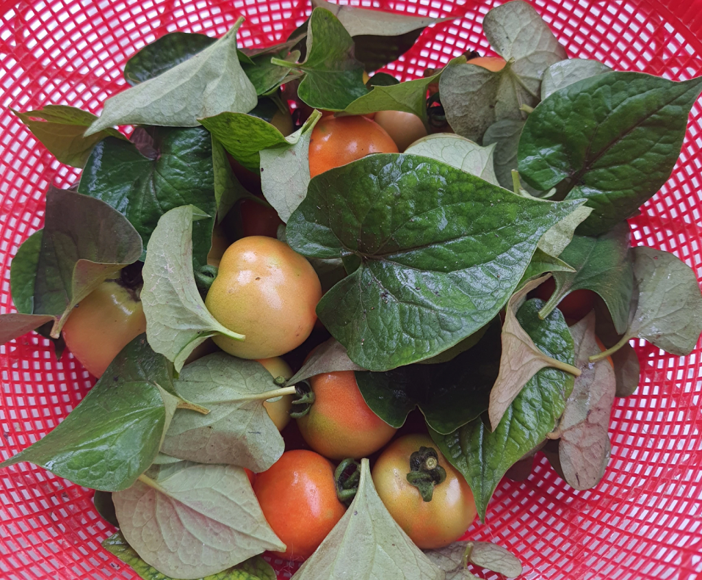 Frisky Filling Fish Mint&nbsp;Salad