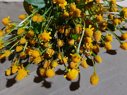 The Wonders of Marsh Para&nbsp;Cress