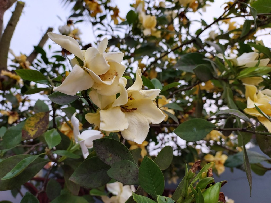 পৰ্বত শিখৰৰ অনিত্য সেই&nbsp;ফুলবোৰ