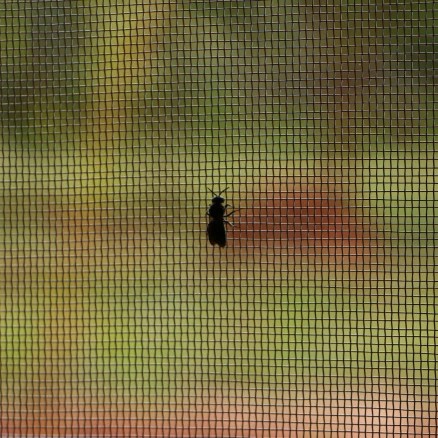 Dreams, Demons and&nbsp;Frost-Flowers