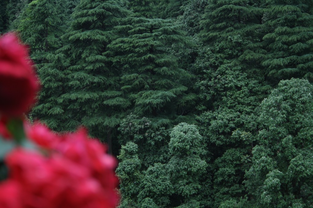 Where Music Reigns: Dharamkot