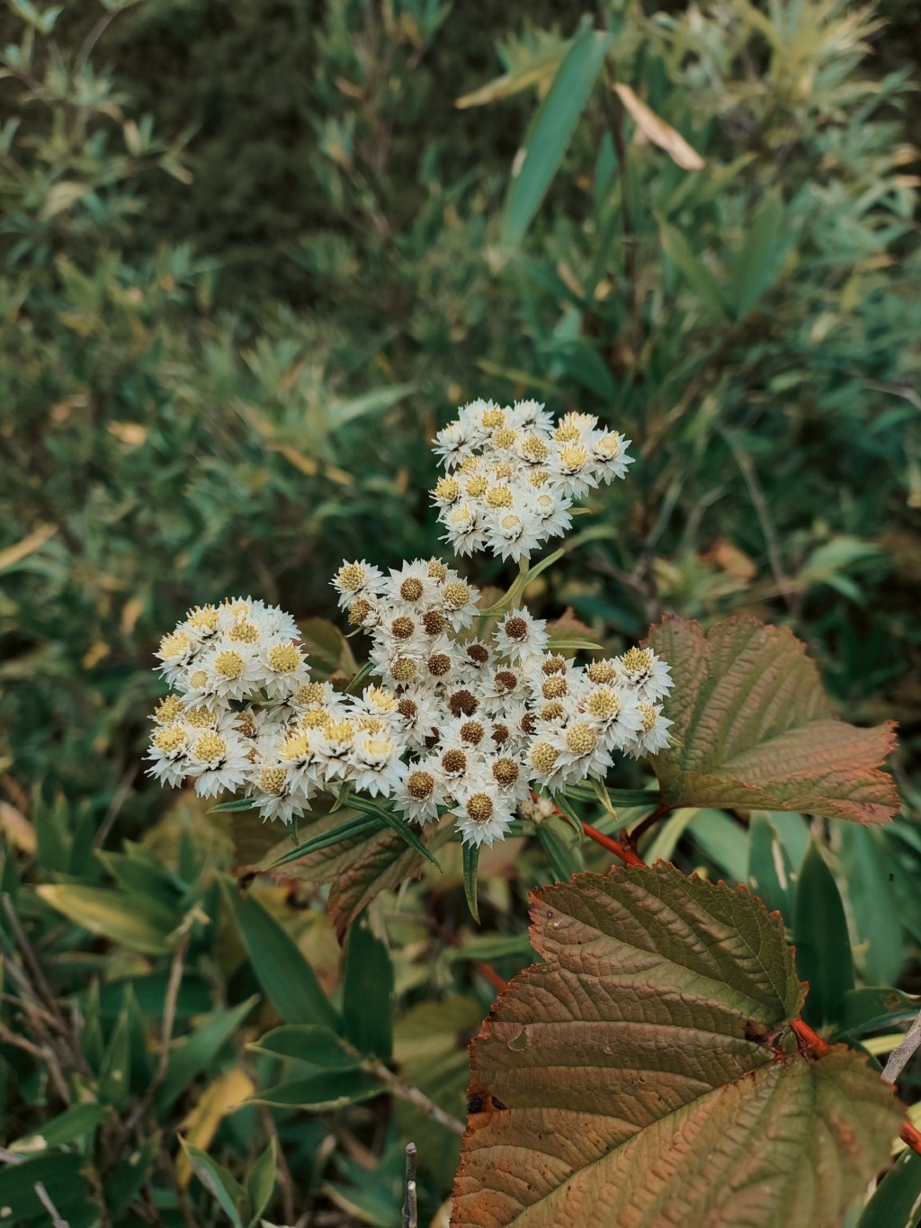 Wildflowers are Deviants (Part I –&nbsp;Happiness)