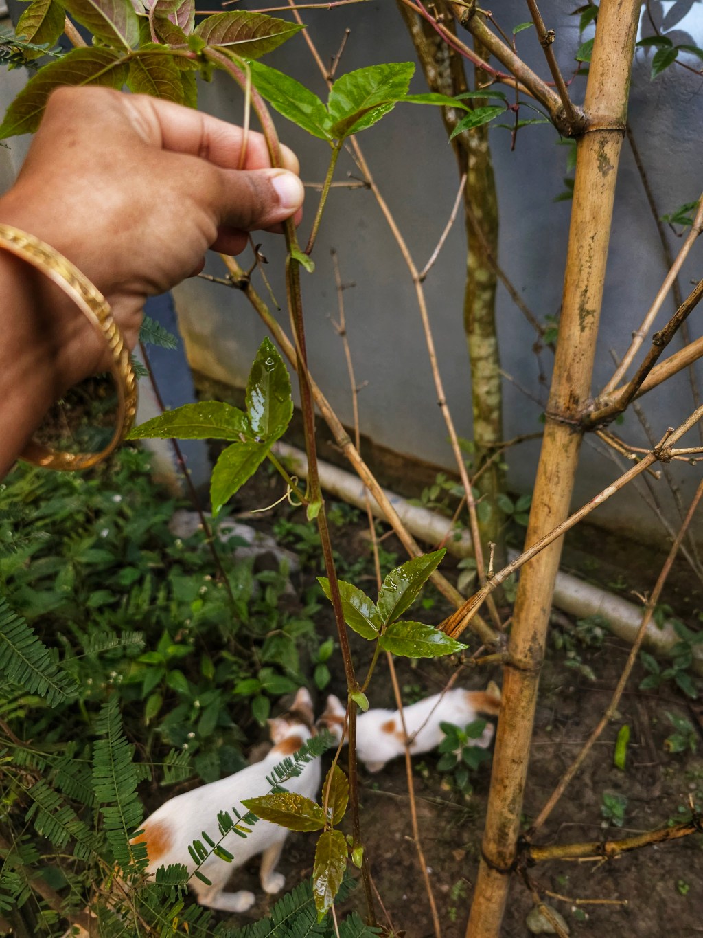 The Tang that Tastes Like&nbsp;Home